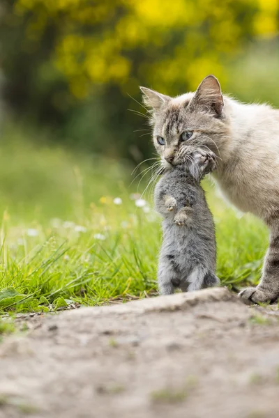 Gato doméstico. El regreso de la caza con una presa Fotos De Stock Sin Royalties Gratis