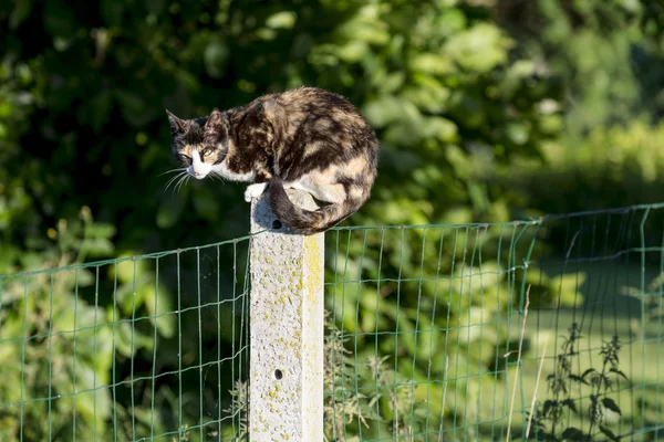 Tortoise-shell female cat looking at camera perched between two gardens Royalty Free Stock Images