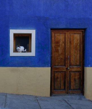 Pencere pervazında kedi uykusu