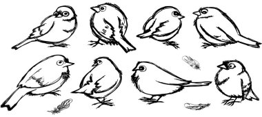 kuşlar kıvrımlarına kümesi. çizgi film serçeler farklı pozlar ve birkaç bireysel tüy çekilmiş siyah renkli iri gözlü