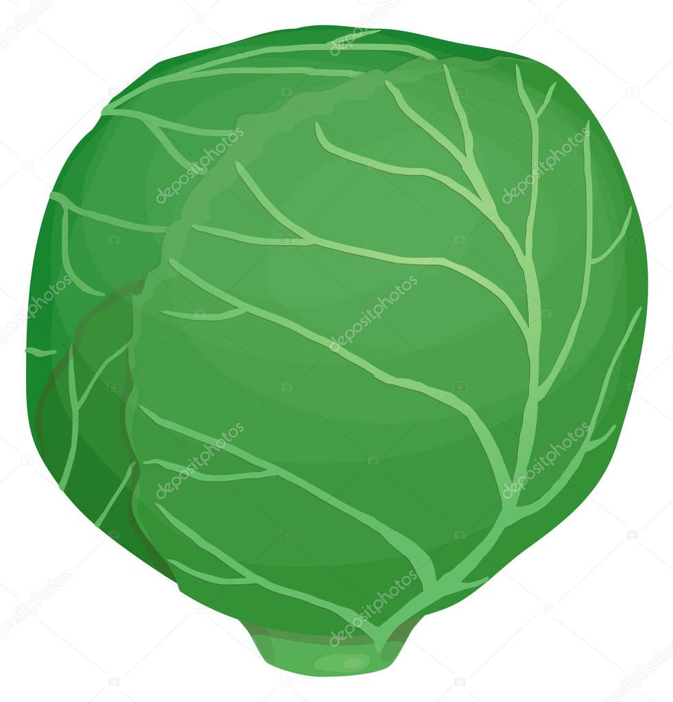 one head of green cabbage, tightly wrap leaves with veins, cartoon simple style, Isolated on white background