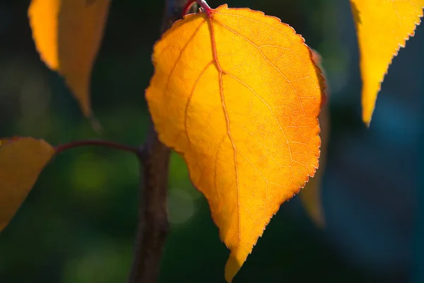 Albicocche foglia autunno alla luce del sole — Foto Stock