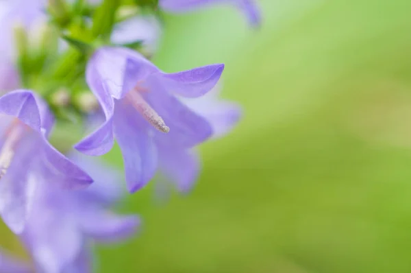 Bakgrund med blommor Campanula rapunculoides Stockfoto