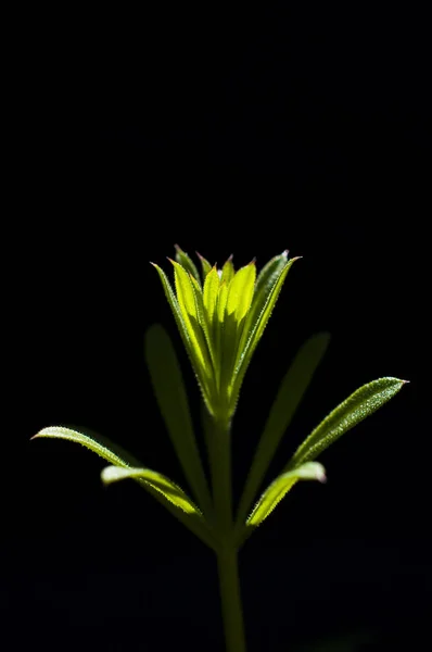 Green plant on a black background. — Stock Photo, Image