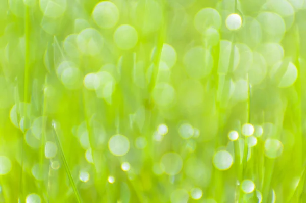 Blurred green grass background with bokeh — Stock Photo, Image