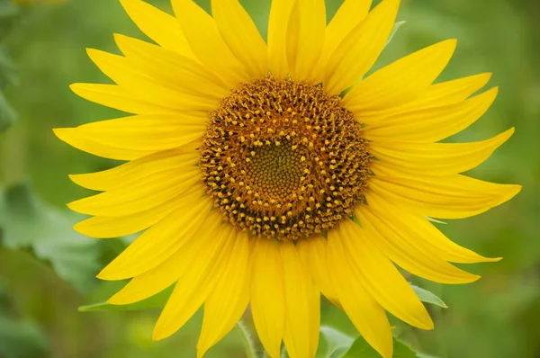 Flor girassol jovem — Fotografia de Stock