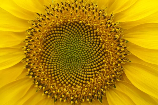 Квітковий соняшник молодий макрос — стокове фото