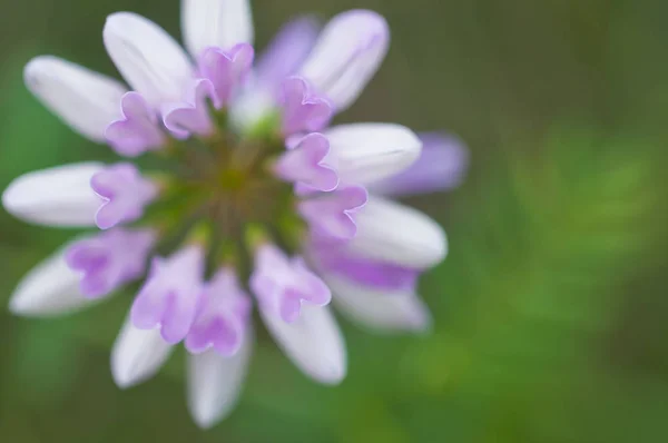 Różowe serca Coronilla Varia — Zdjęcie stockowe