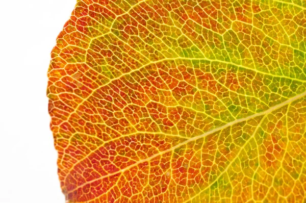 Structure of autumn leaf — Stock Photo, Image