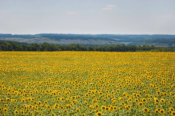 Blommande fält av solrosor Stockbild