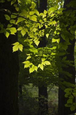Arka ışıkta yeşil yapraklar
