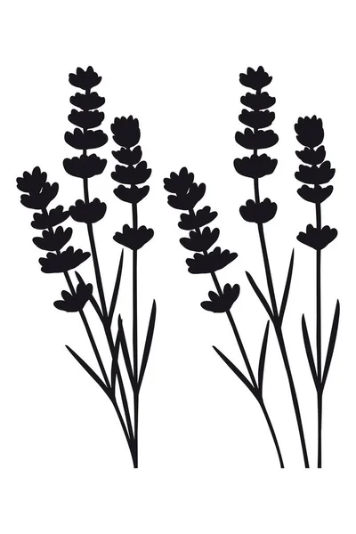 Mazzo di fiori di lavanda e fiori di lavanda separati, silhouette nera — Vettoriale Stock