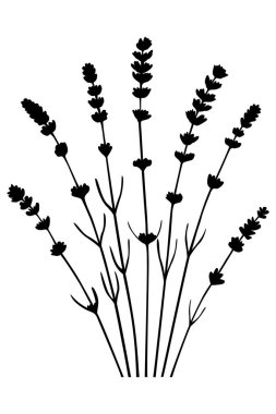 Bir demet lavanta çiçeği ve lavanta çiçeği.