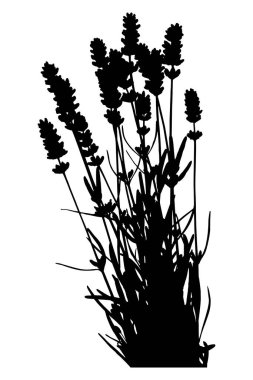 Bir demet lavanta - siyah siluet 