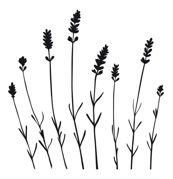 Fiori Lavanda Separati Silhouette Nera — Vettoriale Stock