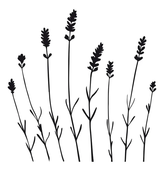Άνθη Λεβάντας Διαχωρισμένα Μαύρη Σιλουέτα — Διανυσματικό Αρχείο