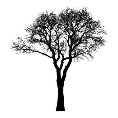 Ağaç silueti ve çıplak dallar. Kış manzaralı ağaç, izole.