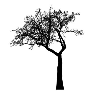 Ağaç silueti ve çıplak dallar. Kış manzaralı ağaç, izole.