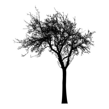 Ağaç silueti ve çıplak dallar. Kış manzaralı ağaç, izole.