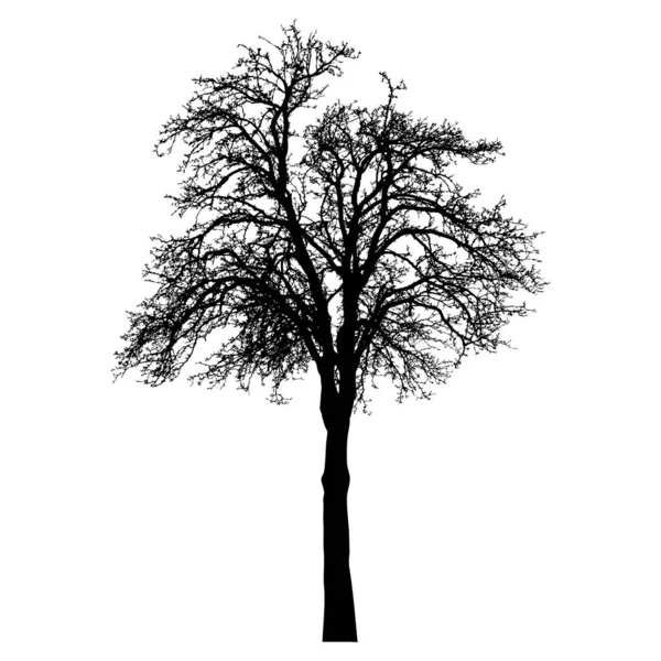 Silueta Árbol Con Ramas Desnudas Árbol Paisaje Invierno Aislado — Vector de stock