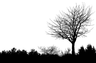 Ağaç silueti ve dalları çıplak ağaçlar. Kış manzaralı ağaçlar uzaktaki manzara ve metin için siyah alan, izole edilmiş 