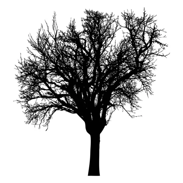 Silhouette Arbre Aux Branches Nues Paysage Hiver Arbre Isolé — Image vectorielle