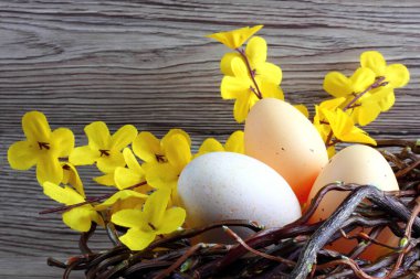 Easter decoration / cards - easter eggs with Laburnum in a nest made of wicker with wooden background - space for text