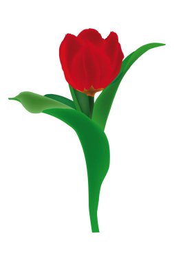 kırmızı lale çiçek yaprakları