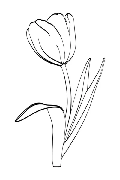 Tulipán Virág Három Levél Fekete Körvonalak Illusztráció Elszigetelt — Stock Vector
