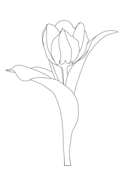 Tulp Bloem Met Bladeren Zwarte Contouren Pen — Stockvector