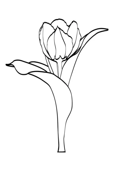 Tulip Flower Leaves Black Outlines Calligraphy Pen — Stock Vector