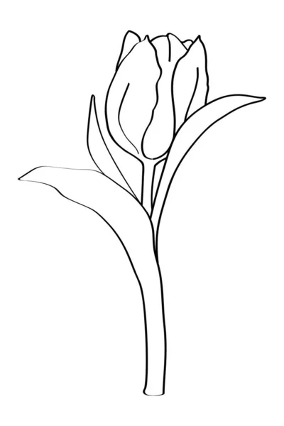 Tulipán Virág Levelekkel Fekete Körvonalak Kalligráfia Toll — Stock Vector