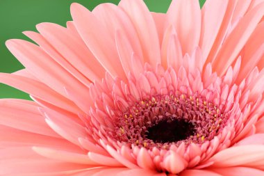 Gerber papatyası yeşil arka plan, makro ve Gerbera çiçeğinin yakın plan çekimi.