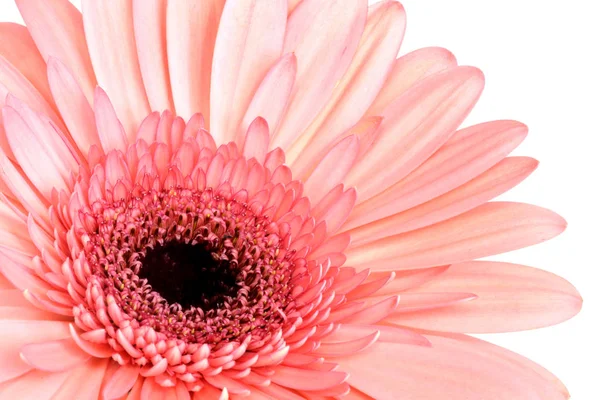 Gerber daisy flower on white background - pink and salmon tint - macro flower background