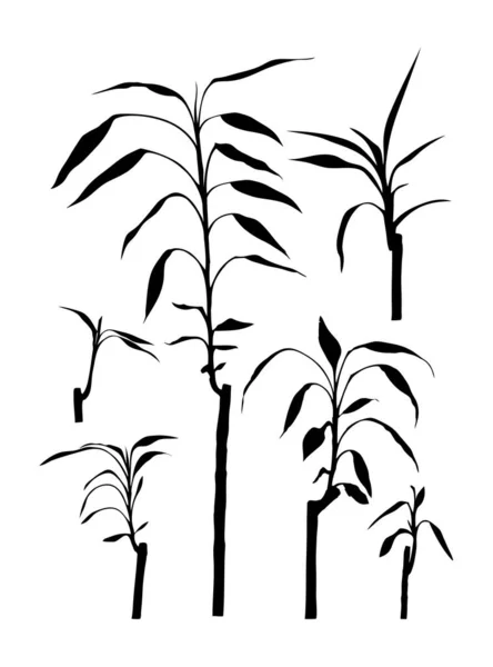 Pianta Bambù Pianta Bambù Fortunato Indietro Silhouette Isolato — Vettoriale Stock