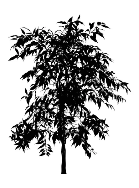 Δέντρο Λουλούδι Benjamin Ficus Δέντρο Κλαδιά Φύλλα Μαύρη Σιλουέτα Λευκό — Διανυσματικό Αρχείο
