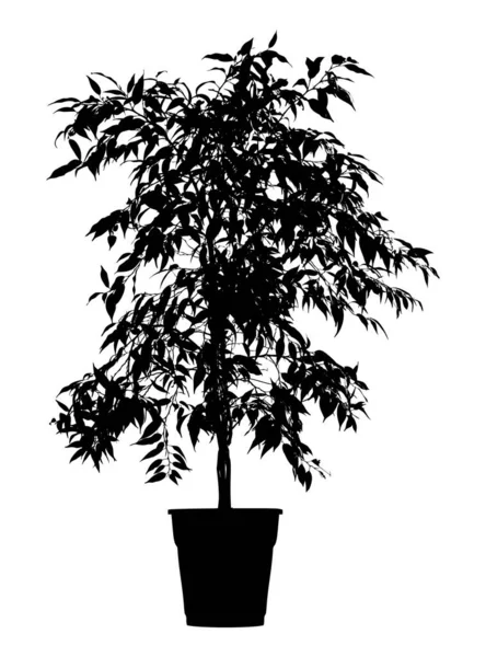 Träd Blomma Benjamin Fikonträd Blomkruka Grenar Med Blad Svart Siluett — Stock vektor
