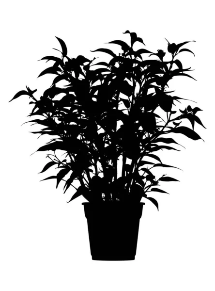 Дерево Цветок Вениамин Фикус Цветочном Горшке Ветви Листьями Черный Силуэт — стоковый вектор