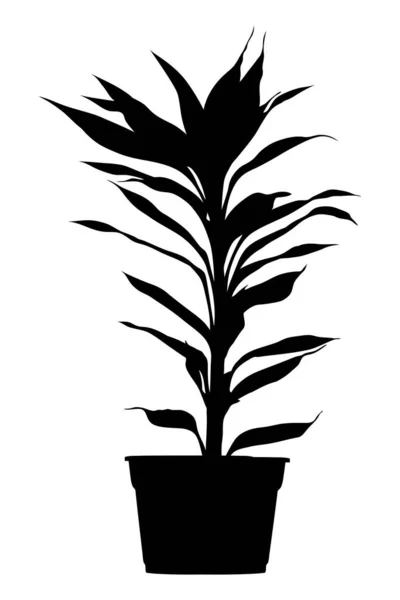 Пальма Юкка Цветочном Горшке Растение Дракона Черный Силуэт Изолирован Белом — стоковый вектор