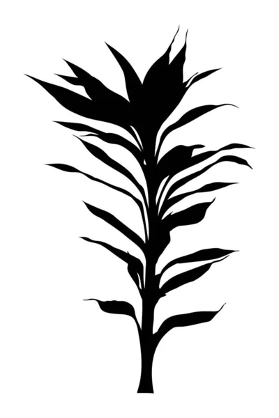 Palm Yucca Dreaceana Växt Svart Siluett — Stock vektor