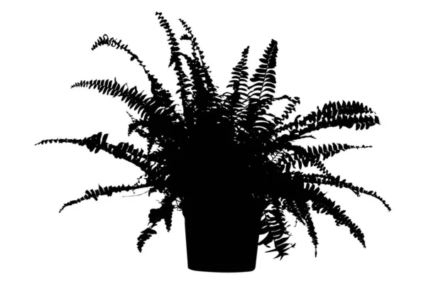 Bracken Fougère Pot Fleurs Silhouette Noire — Image vectorielle