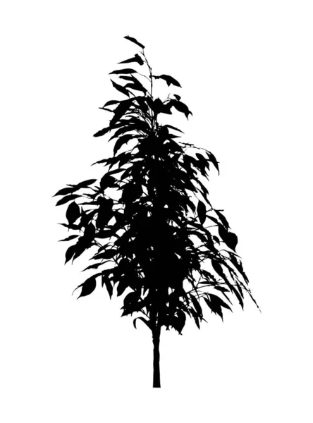 Arbre Fleur Benjamin Ficus Branches Aux Feuilles Silhouette Noire Sur — Image vectorielle