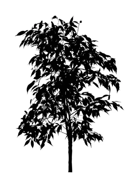 Arbre Fleur Benjamin Ficus Branches Aux Feuilles Silhouette Noire Sur — Image vectorielle