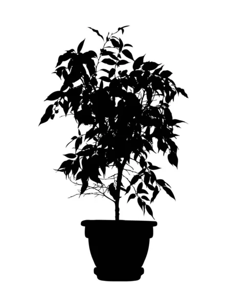 Tree Flower Benjamin Ficus Tree Branches Leaves Flowerpot Black Silhouette — Stock Vector