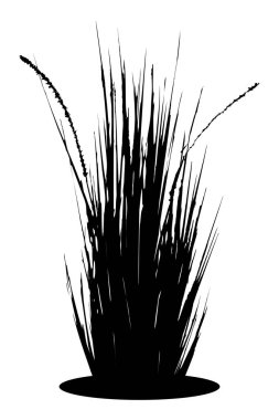 Reed çimen siyah siluet - izole