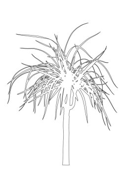 Dreaceana palmiyesi, jucca siyah ana hatları siluet
