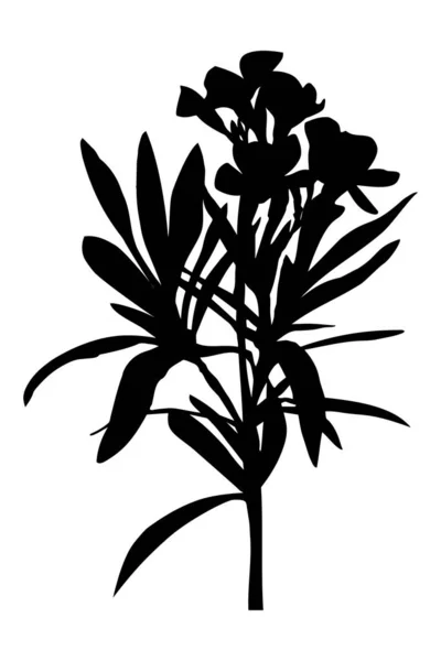 Квітка Олександра Рожевий Лавр Чорний Силует Ізольовано Білому Тлі — стоковий вектор
