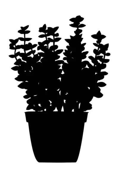 Planta Suculenta Vaso Flores Silhueta Preta —  Vetores de Stock