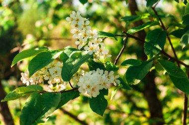 Fotoğraf sezon ilkbahar yaz bloom kuş kiraz yaprakları