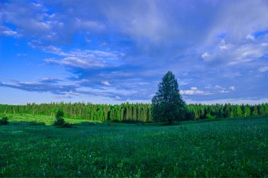 Yaz manzara huş çayır, orman içinde belgili tanımlık geçmiş 